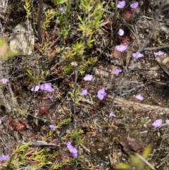 Utricularia uniflora at Cambewarra Range Nature Reserve - 25 Nov 2021 by SimoneC