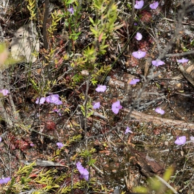Unidentified Other Wildflower or Herb at Red Rocks, NSW - 25 Nov 2021 by SimoneC