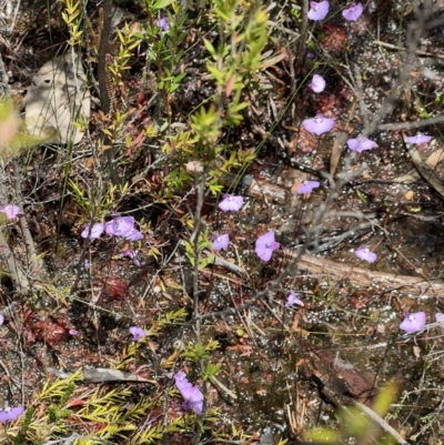 Utricularia uniflora (Single Bladderwort) at Red Rocks, NSW - 25 Nov 2021 by SimoneC