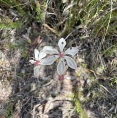 Burchardia umbellata (Milkmaids) at Cambewarra Range Nature Reserve - 25 Nov 2021 by SimoneC