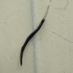Anisorhynchodemus guttatus (Speckled flatworm) at McKellar, ACT - 26 Nov 2021 by Birdy