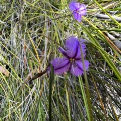 Thysanotus tuberosus (Common Fringe-lily) at Red Rocks, NSW - 25 Nov 2021 by SimoneC