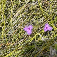 Thysanotus tuberosus at Red Rocks, NSW - 25 Nov 2021 11:44 AM