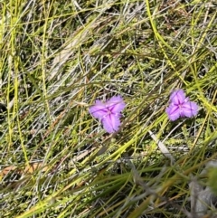 Thysanotus tuberosus at Red Rocks, NSW - 25 Nov 2021