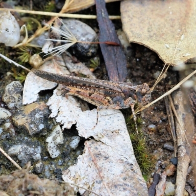 Unidentified Grasshopper, Cricket or Katydid (Orthoptera) at Wodonga, VIC - 26 Nov 2021 by KylieWaldon