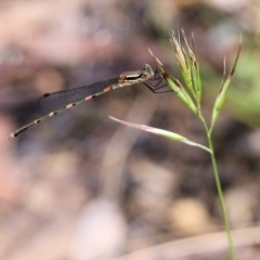 Austrolestes leda (Wandering Ringtail) at Wodonga, VIC - 26 Nov 2021 by KylieWaldon