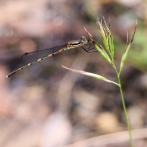 Austrolestes leda at Wodonga, VIC - 26 Nov 2021 02:54 PM