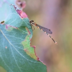 Austrolestes leda at Wodonga, VIC - 26 Nov 2021 02:54 PM