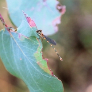 Austrolestes leda at Wodonga, VIC - 26 Nov 2021