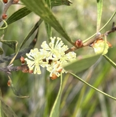 Hakea dactyloides (Finger Hakea) at Red Rocks, NSW - 25 Nov 2021 by SimoneC