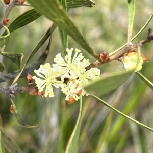 Hakea dactyloides at Red Rocks, NSW - 25 Nov 2021