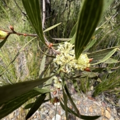 Hakea dactyloides at Red Rocks, NSW - 25 Nov 2021
