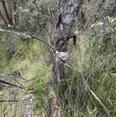 Hakea dactyloides at Red Rocks, NSW - 25 Nov 2021