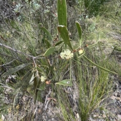 Hakea dactyloides at Red Rocks, NSW - 25 Nov 2021