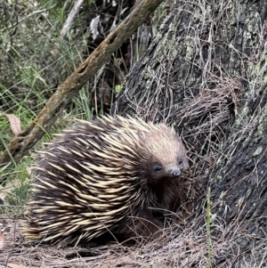 Tachyglossus aculeatus at Red Rocks, NSW - 25 Nov 2021