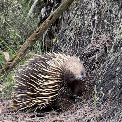 Tachyglossus aculeatus (Short-beaked Echidna) at Red Rocks, NSW - 25 Nov 2021 by SimoneC