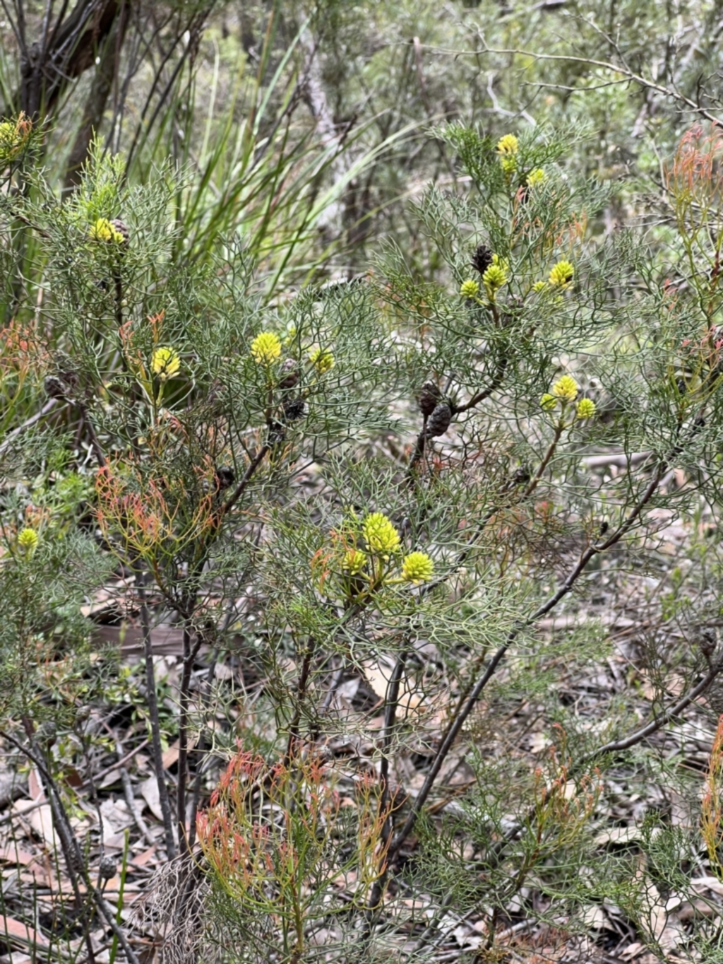 Petrophile pedunculata at Red Rocks, NSW - 25 Nov 2021