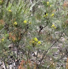 Petrophile pedunculata (Conesticks) at Cambewarra Range Nature Reserve - 25 Nov 2021 by SimoneC