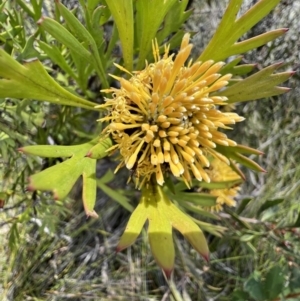 Isopogon anemonifolius at Red Rocks, NSW - 25 Nov 2021