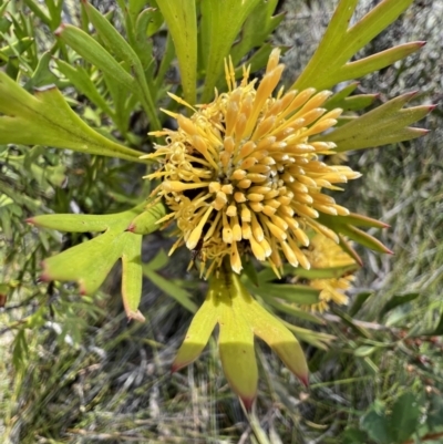 Isopogon anemonifolius (Common Drumsticks) at Red Rocks, NSW - 25 Nov 2021 by SimoneC