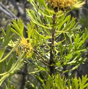 Isopogon anemonifolius at Red Rocks, NSW - 25 Nov 2021