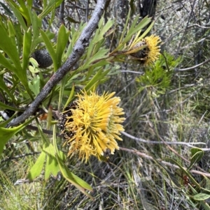 Isopogon anemonifolius at Red Rocks, NSW - 25 Nov 2021