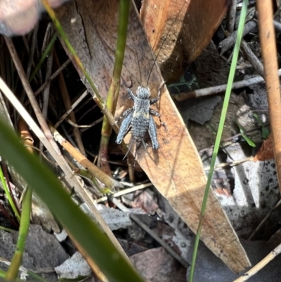 Bobilla sp. (genus) (A Small field cricket) at Red Rocks, NSW - 25 Nov 2021 by SimoneC