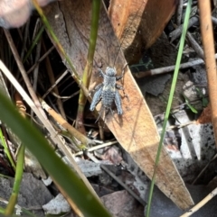 Bobilla sp. (genus) (A Small field cricket) at Cambewarra Range Nature Reserve - 25 Nov 2021 by SimoneC