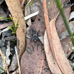 Bobilla sp. (genus) at Red Rocks, NSW - 25 Nov 2021 12:28 PM