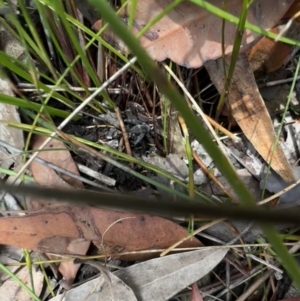 Bobilla sp. (genus) at Red Rocks, NSW - 25 Nov 2021 12:28 PM