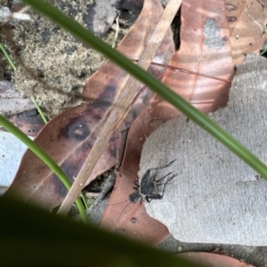 Bobilla sp. (genus) at Red Rocks, NSW - 25 Nov 2021