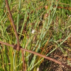 Asphodelus fistulosus (Onion Weed) at Goulburn, NSW - 6 Nov 2021 by Rixon