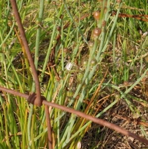 Asphodelus fistulosus at Goulburn, NSW - 6 Nov 2021