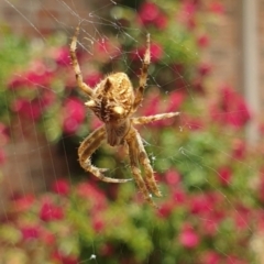 Backobourkia sp. (genus) (An orb weaver) at Goulburn, NSW - 6 Nov 2021 by Rixon