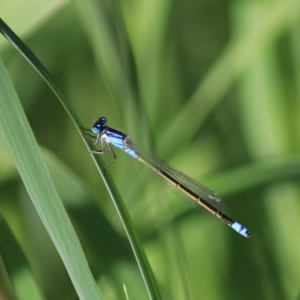 Ischnura heterosticta at Goulburn, NSW - 6 Nov 2021