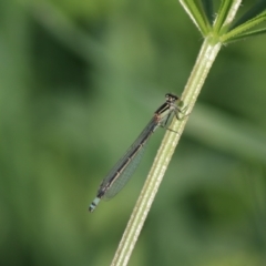 Ischnura heterosticta (Common Bluetail Damselfly) at Goulburn, NSW - 6 Nov 2021 by Rixon