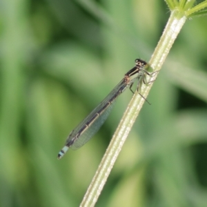 Ischnura heterosticta at Goulburn, NSW - 6 Nov 2021