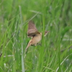 Acrocephalus australis (Australian Reed-Warbler) at Goulburn, NSW - 6 Nov 2021 by Rixon