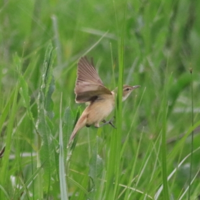 Acrocephalus australis (Australian Reed-Warbler) at Goulburn, NSW - 6 Nov 2021 by Rixon