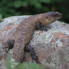 Egernia cunninghami (Cunningham's Skink) at Marsden Weir Park Riverside Park - 6 Nov 2021 by Rixon