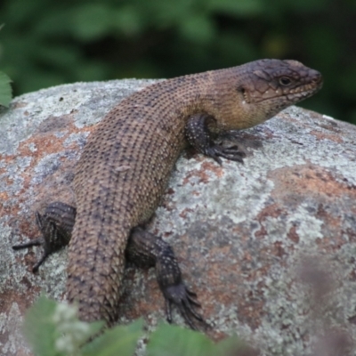 Egernia cunninghami (Cunningham's Skink) at Wollondilly River Corridor, Goulburn - 6 Nov 2021 by Rixon