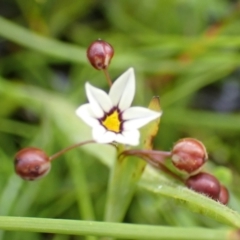 Sisyrinchium rosulatum (Scourweed) at Cook, ACT - 24 Nov 2021 by drakes