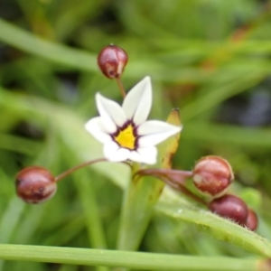 Sisyrinchium rosulatum at Cook, ACT - 25 Nov 2021 08:34 AM