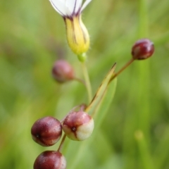 Sisyrinchium rosulatum at Cook, ACT - 25 Nov 2021