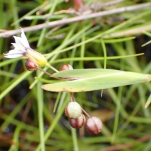 Sisyrinchium rosulatum at Cook, ACT - 25 Nov 2021