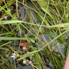 Sisyrinchium rosulatum at Cook, ACT - 25 Nov 2021