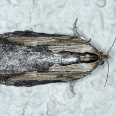 Cryptoptila immersana (A Tortricid moth) at Ainslie, ACT - 23 Nov 2021 by jb2602