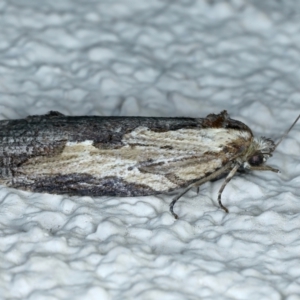 Cryptoptila immersana at Ainslie, ACT - 23 Nov 2021 09:08 PM