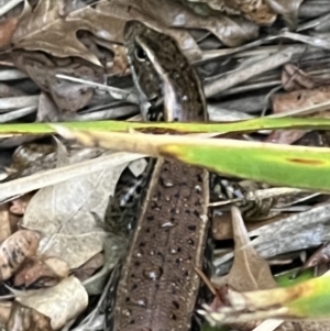 Eulamprus quoyii at Kangaroo Valley, NSW - 24 Nov 2021