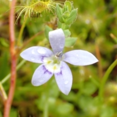 Isotoma fluviatilis subsp. australis (Swamp Isotome) at Cook, ACT - 24 Nov 2021 by drakes